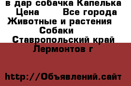 в дар собачка Капелька › Цена ­ 1 - Все города Животные и растения » Собаки   . Ставропольский край,Лермонтов г.